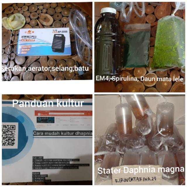 Paket Kultur Kutu Air Raksasa6 Bungkus Stater Dhapnia Magnaaeratorserokanem4spirulinamata Lele