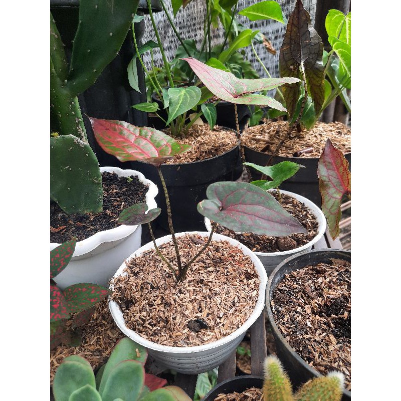 Alokasia Black Jack (CYRTOSPERMA JOHNSTONII)