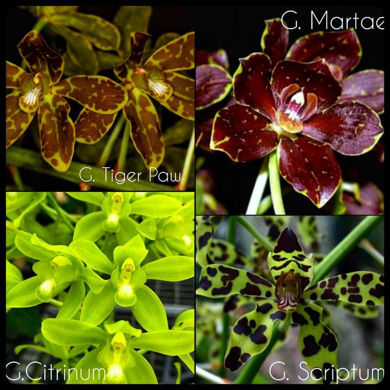 Anggrek Gramma Scriptum, Martae, Tiger paw botolan