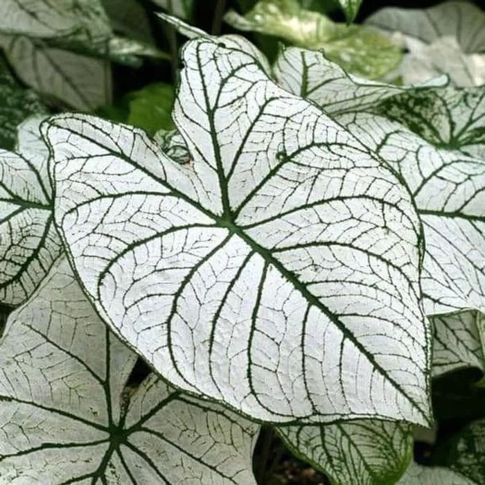 Tanaman Hias Keladi White Queen - Alocasia White Queen- Caladium BERGARANSI