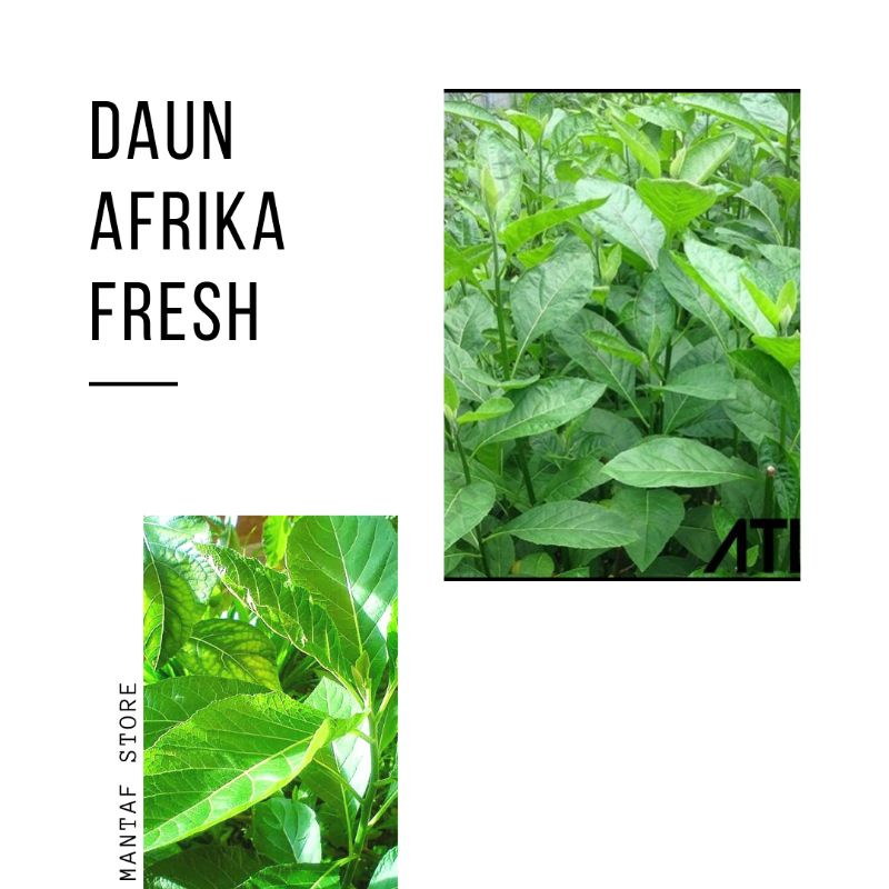 

DAUN AFRIKA SEGAR Mengobati penyakit ginjal,Diabetes ,dll