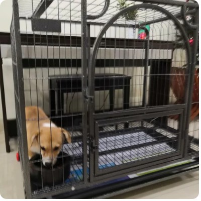 Kandang Anjing Besi XL Kandang Knockdown Kandang Besi