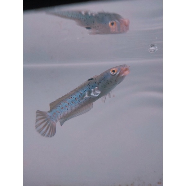 #01-02 Channa Blue Pulchra Unik 11cm