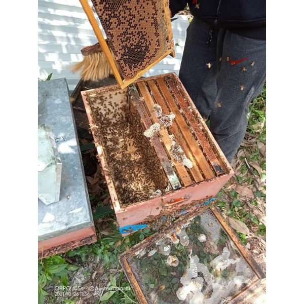 

madu akasia 1kg