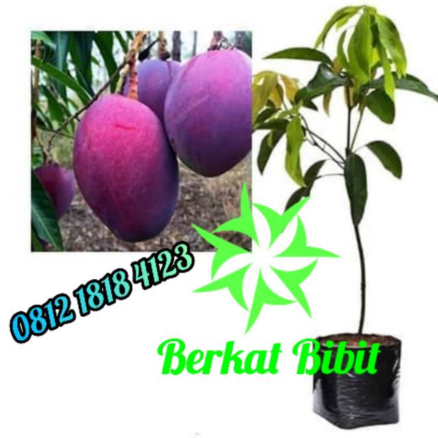 Tanaman Mangga Irwin berbunga
