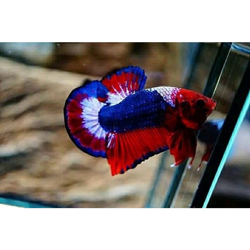 PLAKAT FANCY FULBLOK TOP GRED