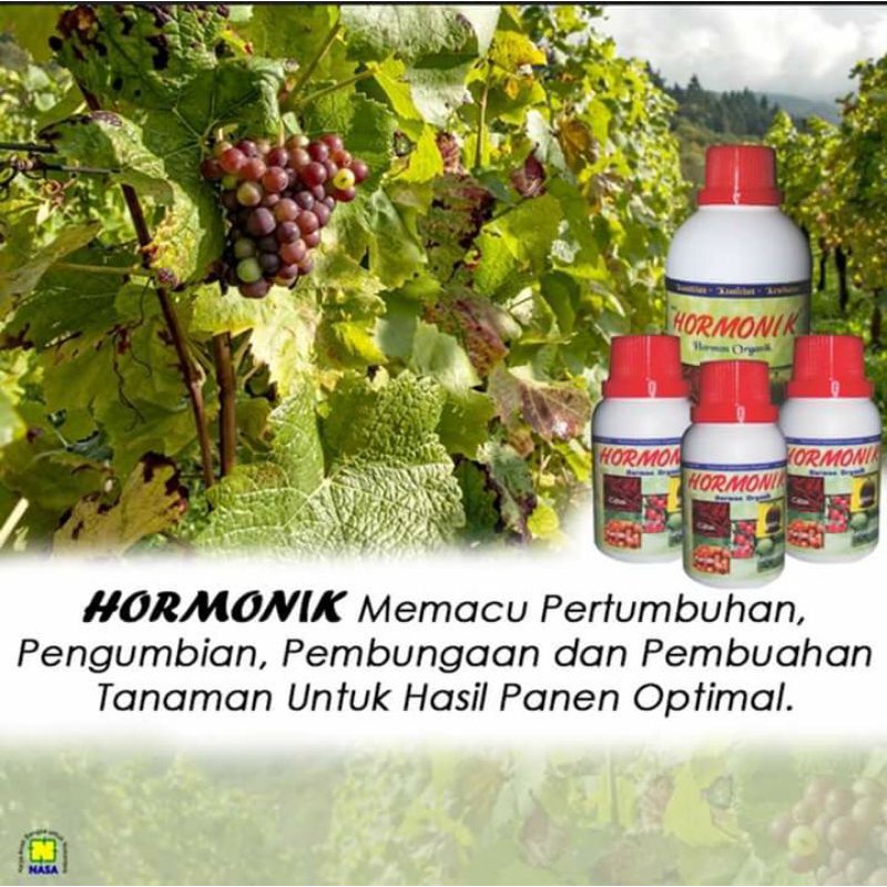 PERANGSANG BUAH