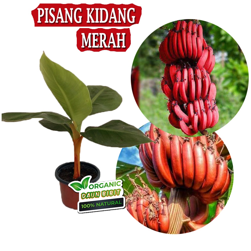 Bibit Pisang Merah | Pisang Kidang cepat berbuah