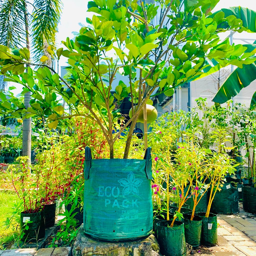 Planter Bag Eco Pack 20 35 50 75 Liter Original HDPE Hijau Tabulampot