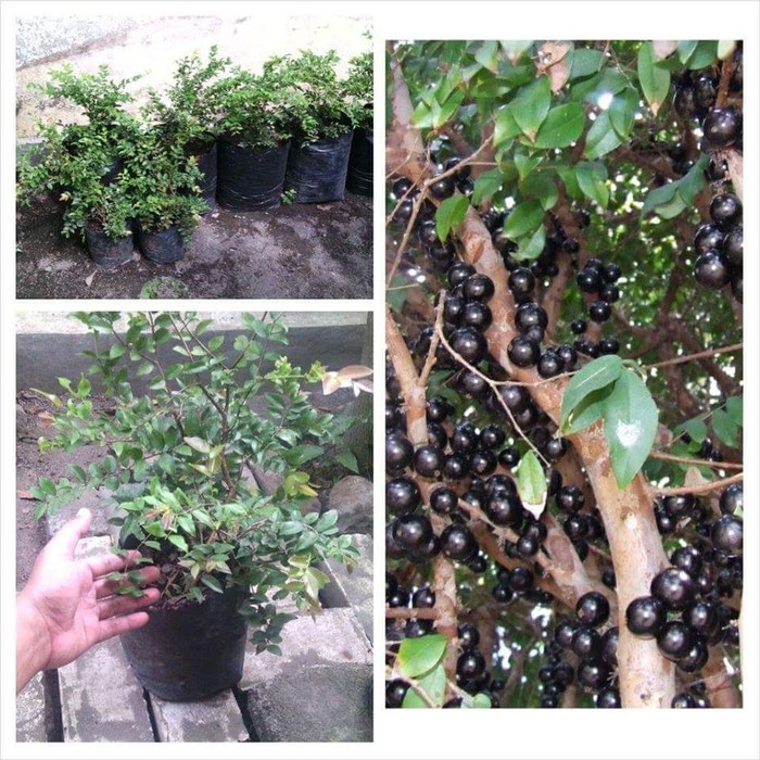 Bibit anggur brazil / Tanaman Bibit anggur import / Bibit buah-buahan / anggur brazil / tanaman buah