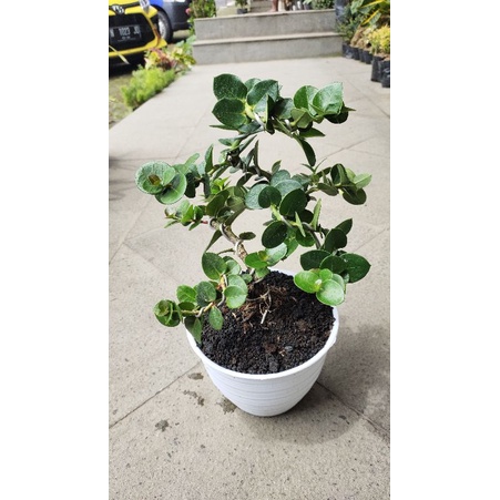 Bonsai Tanaman Natal Plum