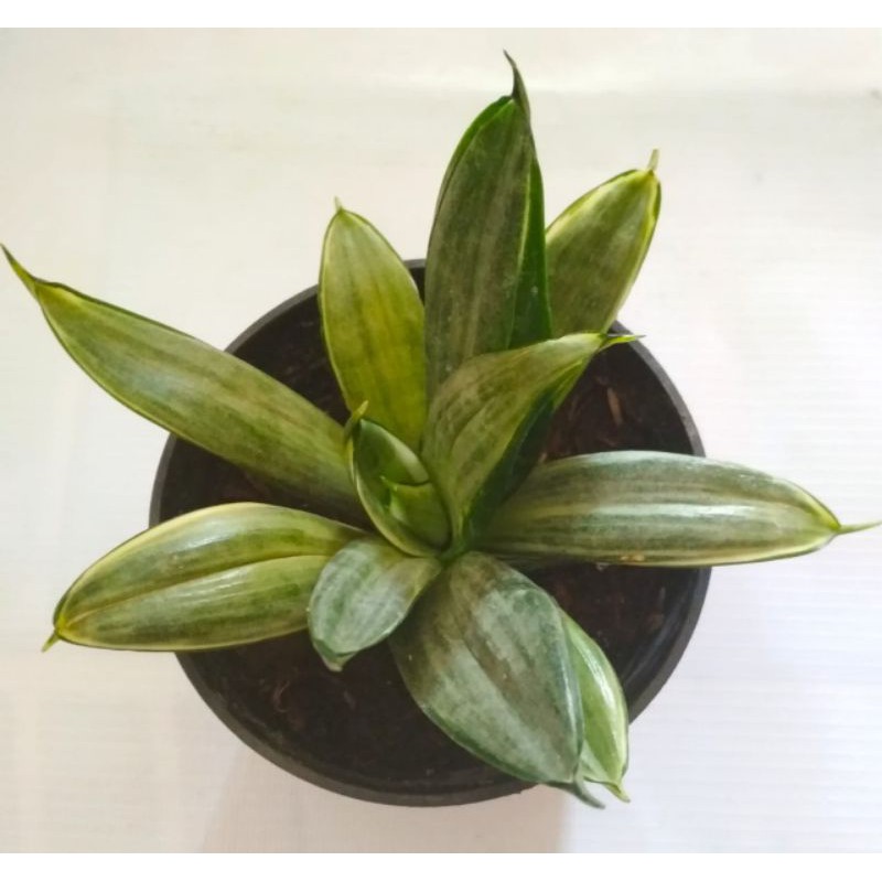 sansevieria Sansivera Golden hahnii honey mini silver frost frozz ada Kuningnya lidah mertua fros or