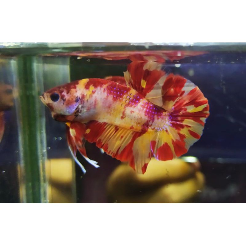 Cupang nemo leopard ( for Contes IBC)