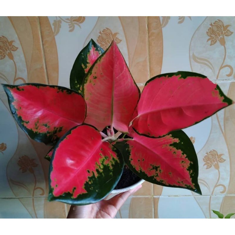 AGLONEMA RED MAJESTY , AGLAONEMA RED MAJESTY , AGLO RED MAJESTY , REALPICT