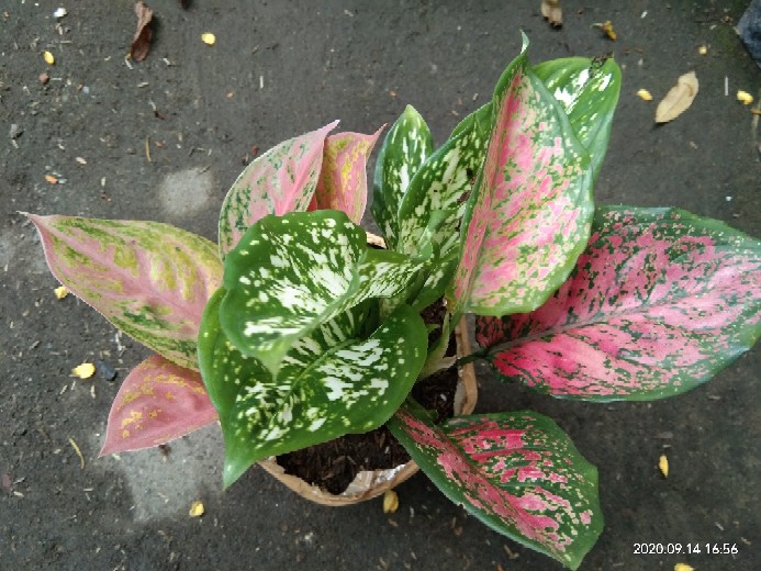 Bunga Aglonema Dud Special