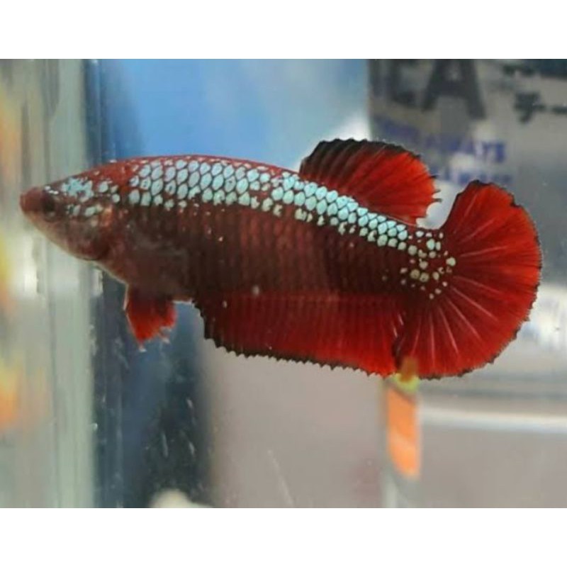 

ikan cupang red samurai