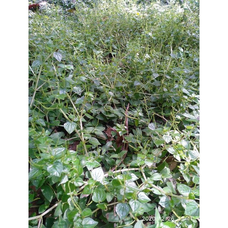 

Daun sirih cina atou tanaman sirih cina kemasan 1kg