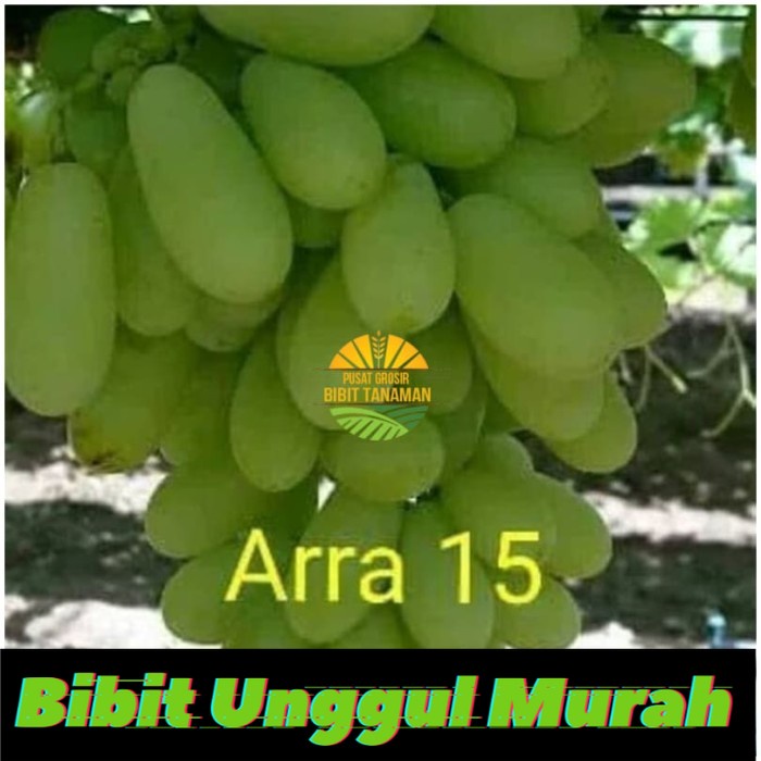 Asli Bibit anggut import ARRA 15