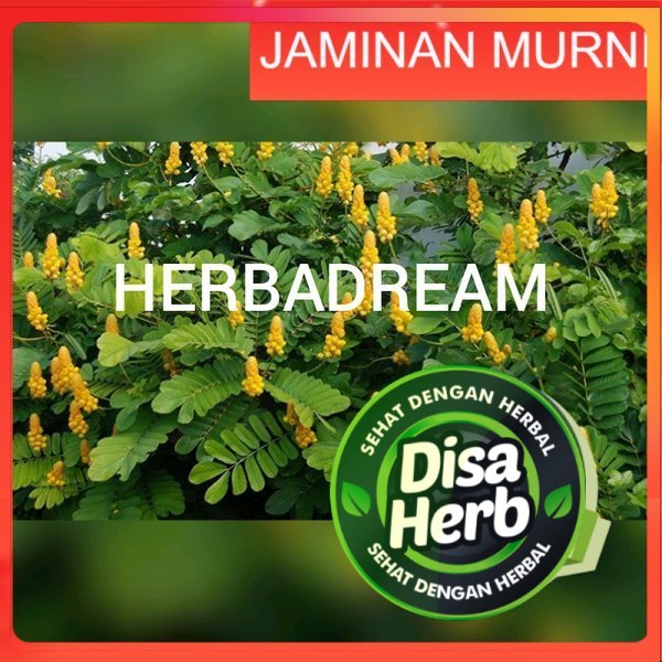 

DAUN KETEPENG CINA KERING 100 GRAM - Senna Alata - MURNI - JSR - REMPAH