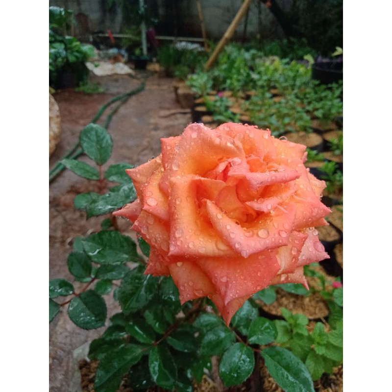 Terbaru Tanaman Hias bunga mawar,mawar bunga Mawar