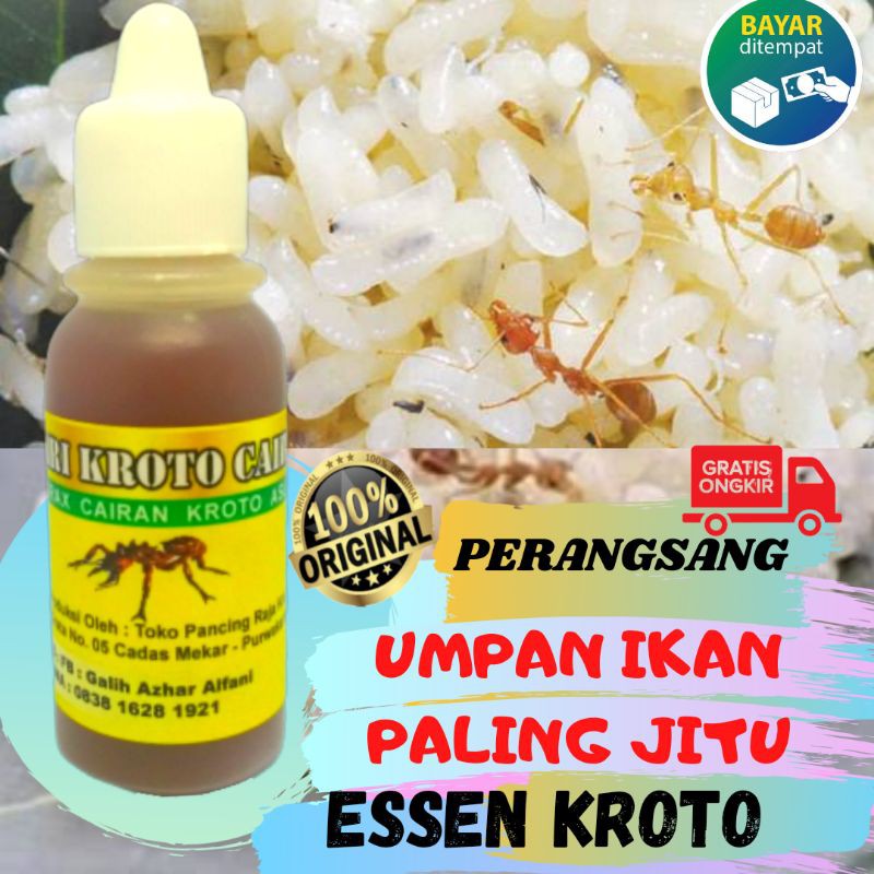 Essen kroto cair pengganti kroto essen ikan mas jitu bahan alami kroto