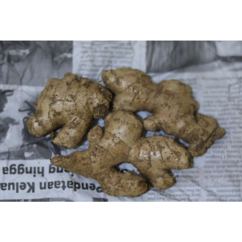

JAHE GAJAH BERAT 1 KILOGRAM