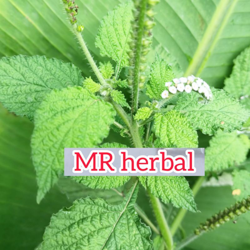 

Godong sangket daun sangketan per 1 kg