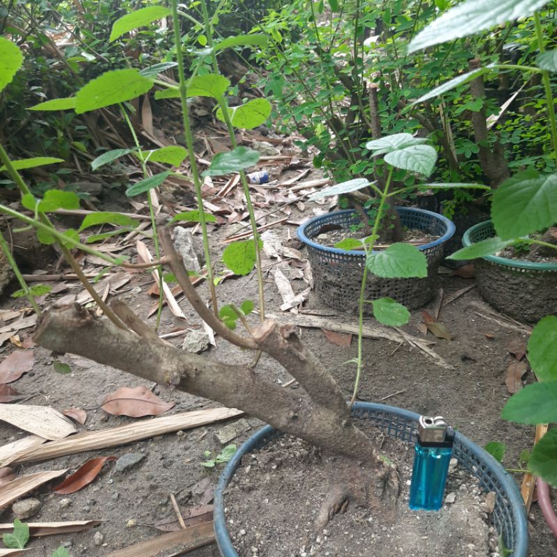 Bahan bonsai Lantana camara bunga orange / bunga tembelek randeyang