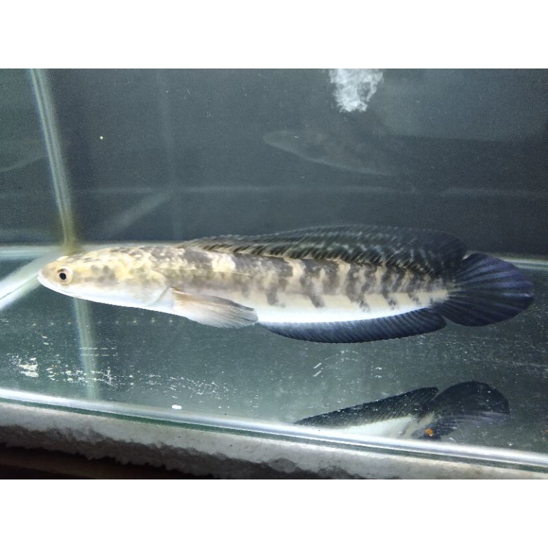 ikan Channa yellow Sentarum size 30-35cm