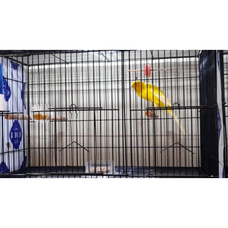 KENARI RASMI IRAN JANTAN TOP GRADE