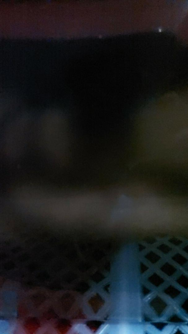 Lace Lynelle Shakira Rosegold