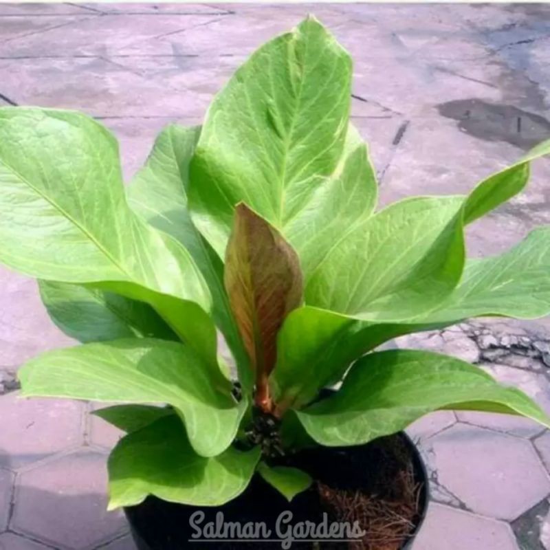 Jual Tanaman Hias Bibit Anthurium Jemani Cobra Tanaman Antorium Jenmani Indonesia Shopee Indonesia