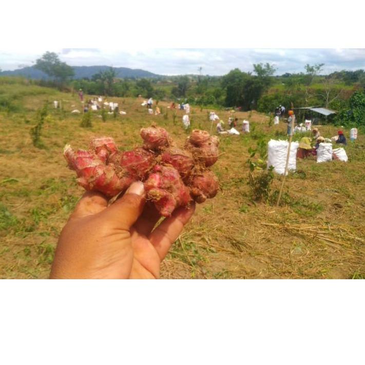 

❤[PROMO MURAH!!!]❤ JAHE MERAH (1 KG) produck terbaik
