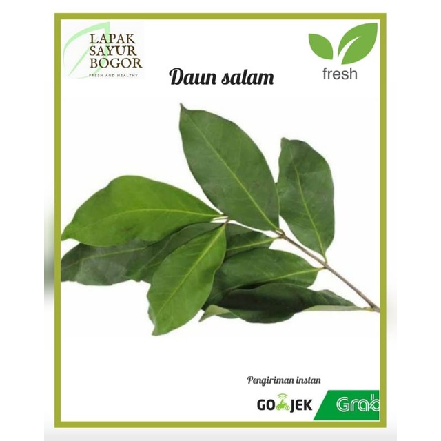 

daun salam segar sayur bogor sayur bok