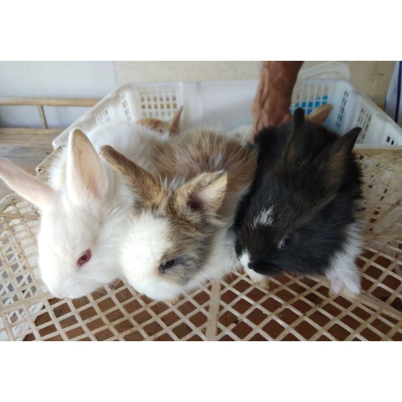 Kelinci Hias Kelinci Hybrid Anggora + Lokal Kado Anak