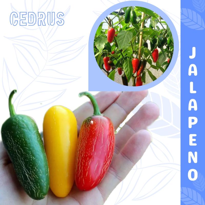 Benih CABE JALAPENO Super Pedas Biji Bibit Cabai