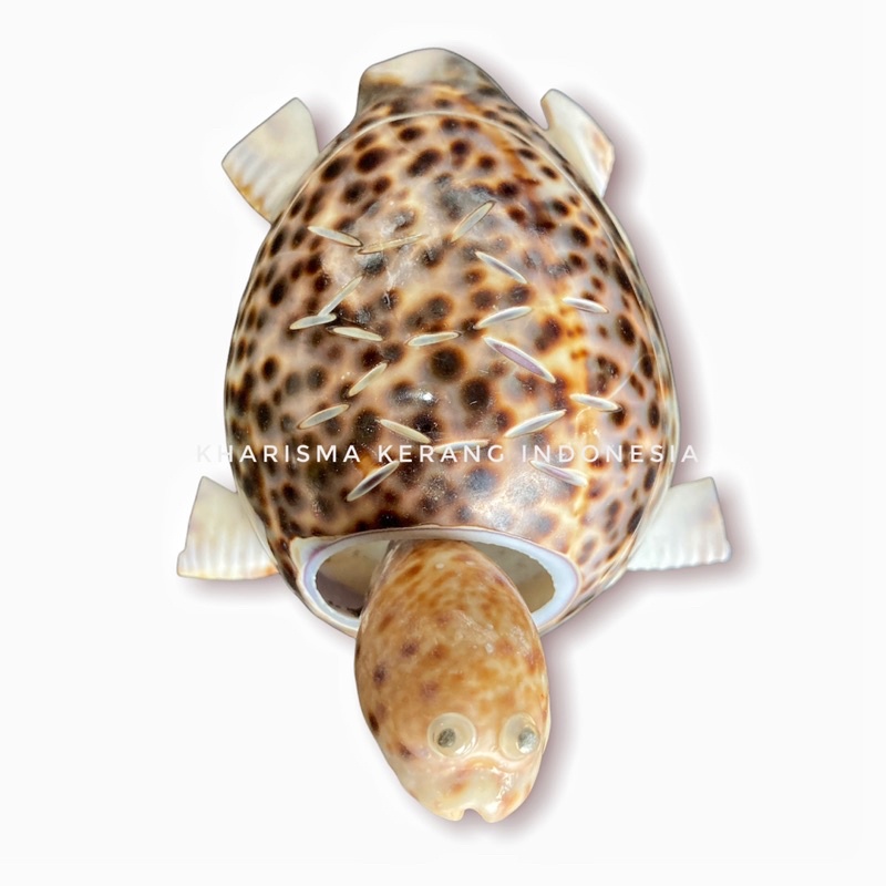 HIASAN KERANG LAUT KERAJINAN KERANG SEASHELLS ORNAMENT BY KHARISMA KERANG INDONESIA