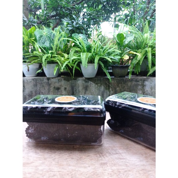 

fiber chocobites healthy cookies (granola bar premium / kue sehat)