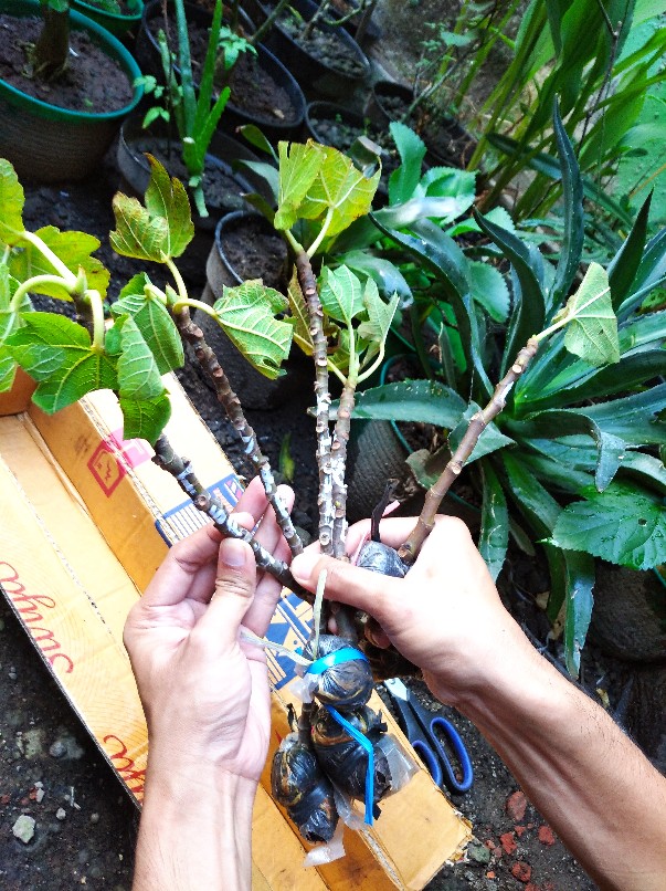 Bibit Buah Tin Abicou Fresh Cangkok | Fresh Cangkok Pohon Tin