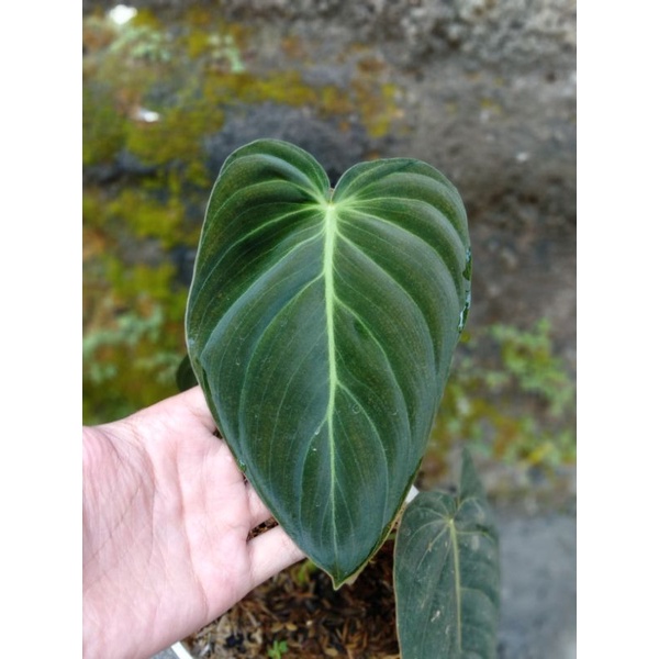 Philo Melano Bibit Ekonomis