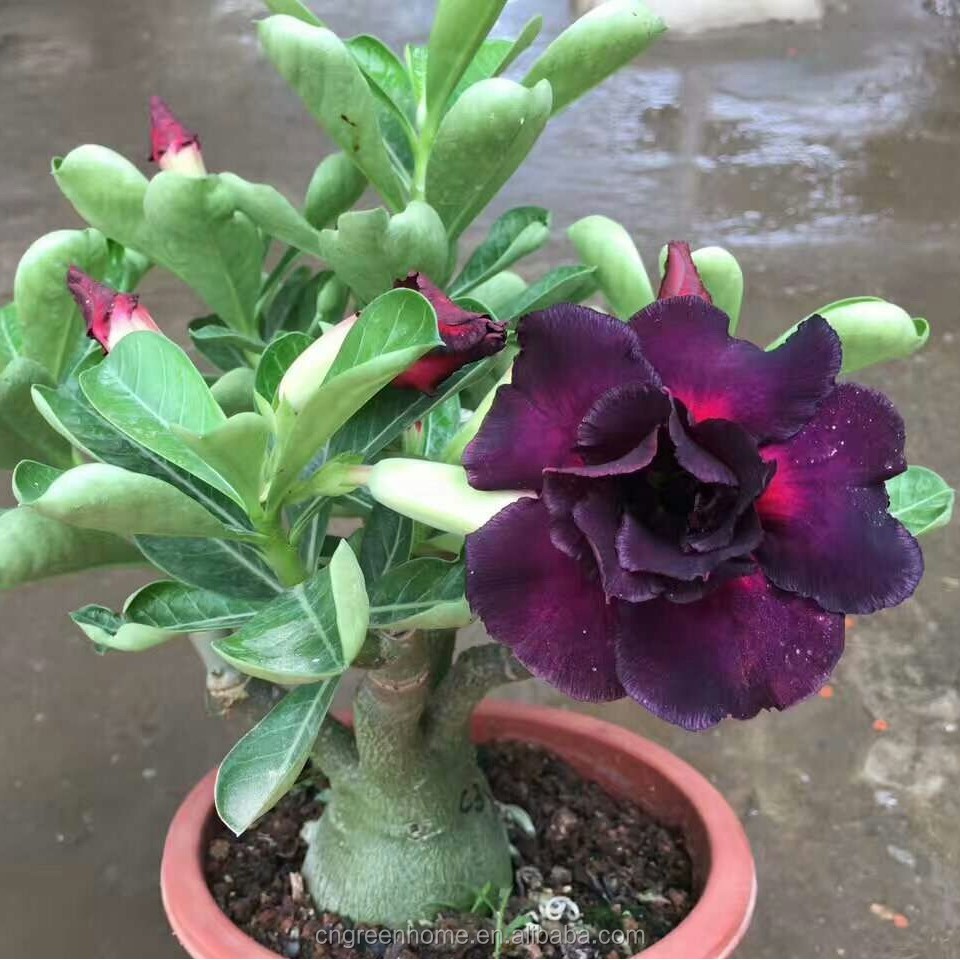 Bunga Murah Tanaman Hias Adenium Bunga Adenium Tumpuk Cantik Adeniun Tumpuk Hasil Grafting