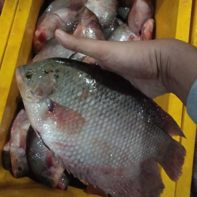 

GURAME SEGAR 1KG