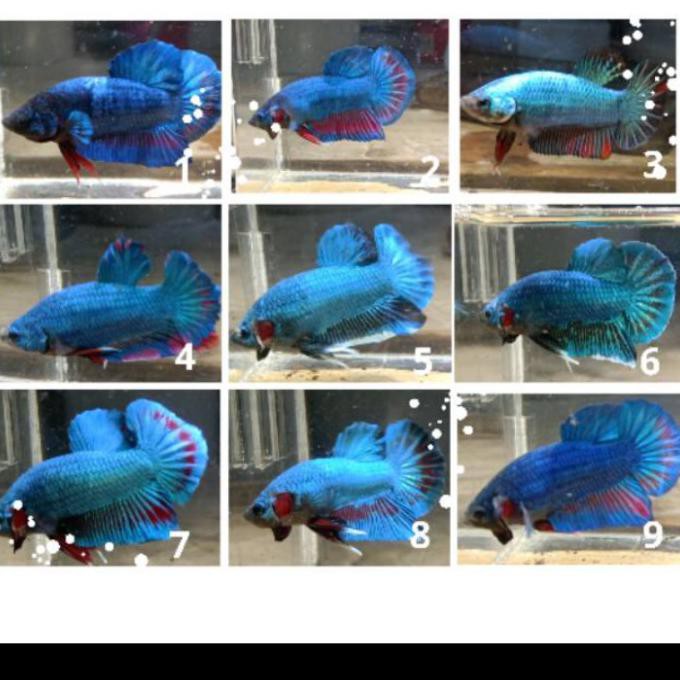 Promo Bahan Ikan Cupang Hias Jenis Avatar Gordon /Bibit Cupang Avatar Gordon