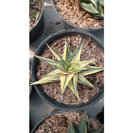 Haworthia Limifolia variegata