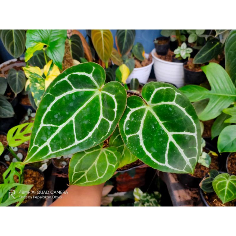 Tanaman kuping gajah/ Anthurium red crystalinum narrow