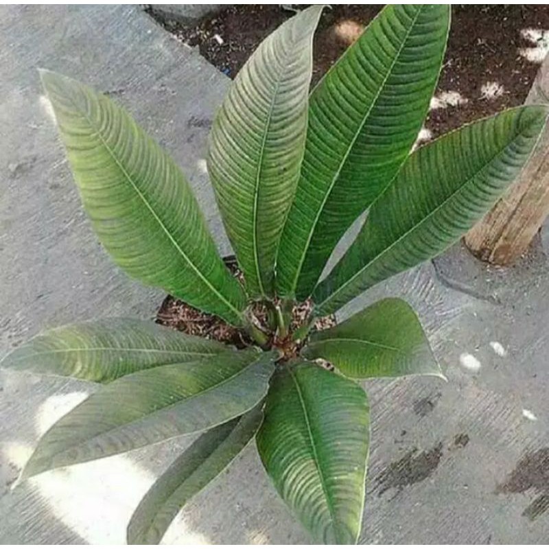 tanaman hias linet,lynete