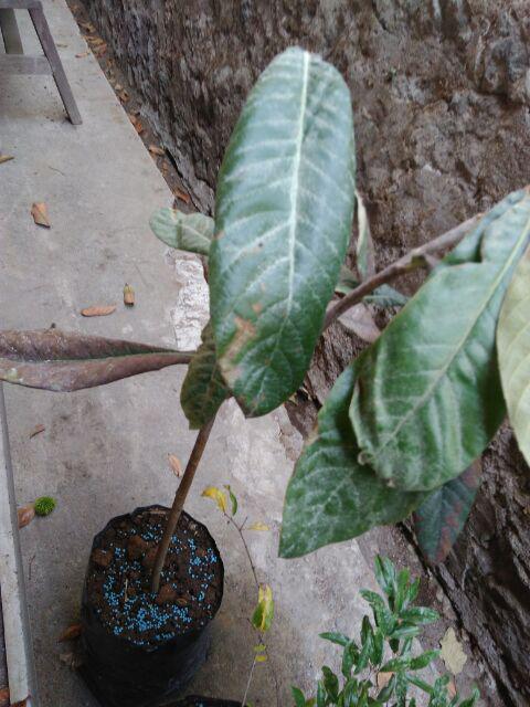 Tanaman Buah Loquat / Leci Biwa (tinggi 40-60 Cm)