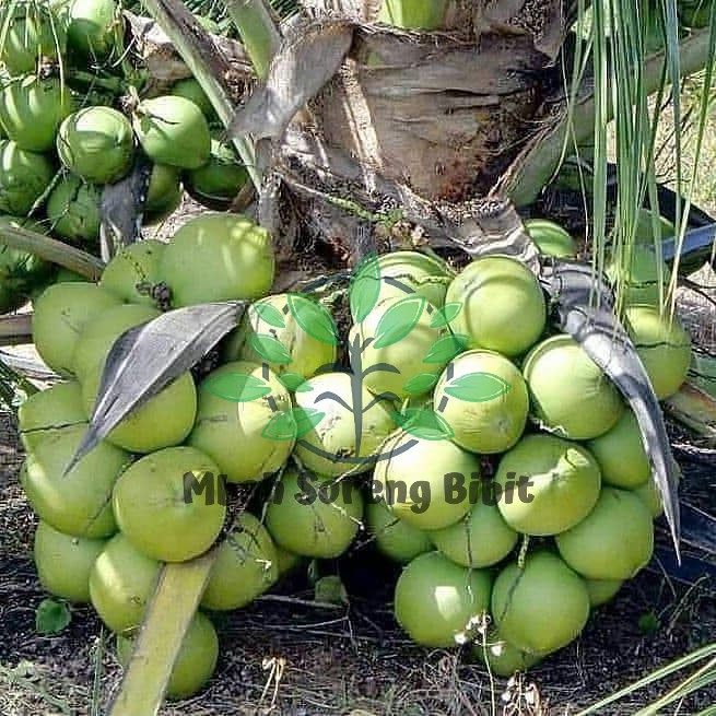 Bibit Kelapa Hibrida - Kelapa Hijau Besar Super Genjah