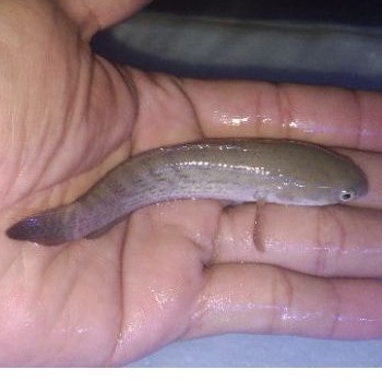 Ikan Stewarti karbialong