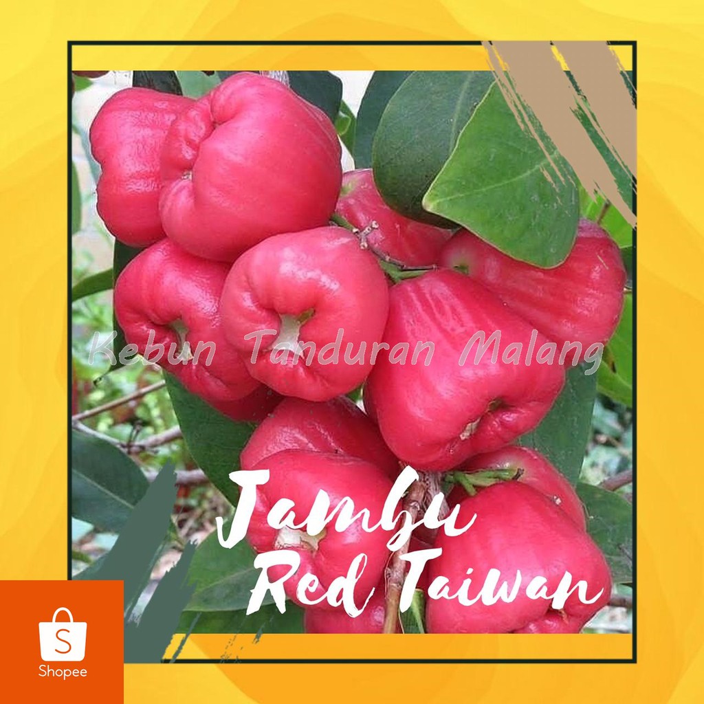 Bibit Jambu Red Taiwan Jambu Air Merah